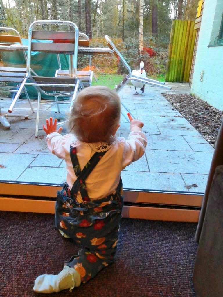 Swan spotting at Center Parcs